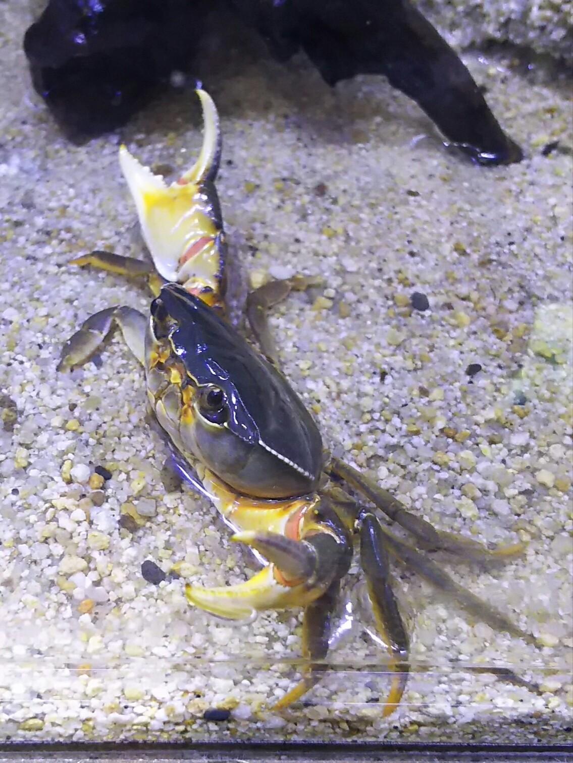 熱帯魚