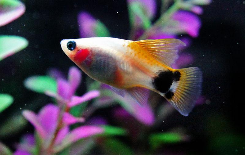熱帯魚