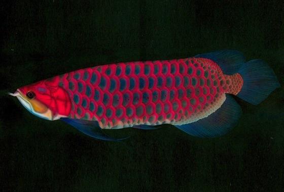 熱帯魚
