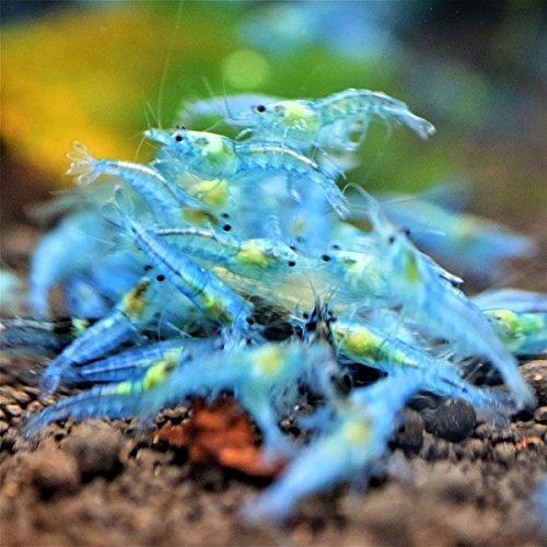 熱帯魚
