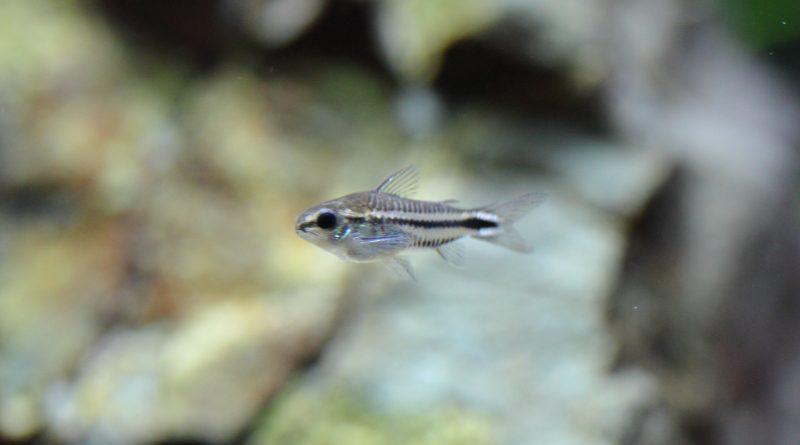 熱帯魚