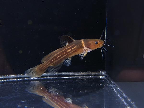 熱帯魚