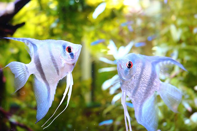 熱帯魚