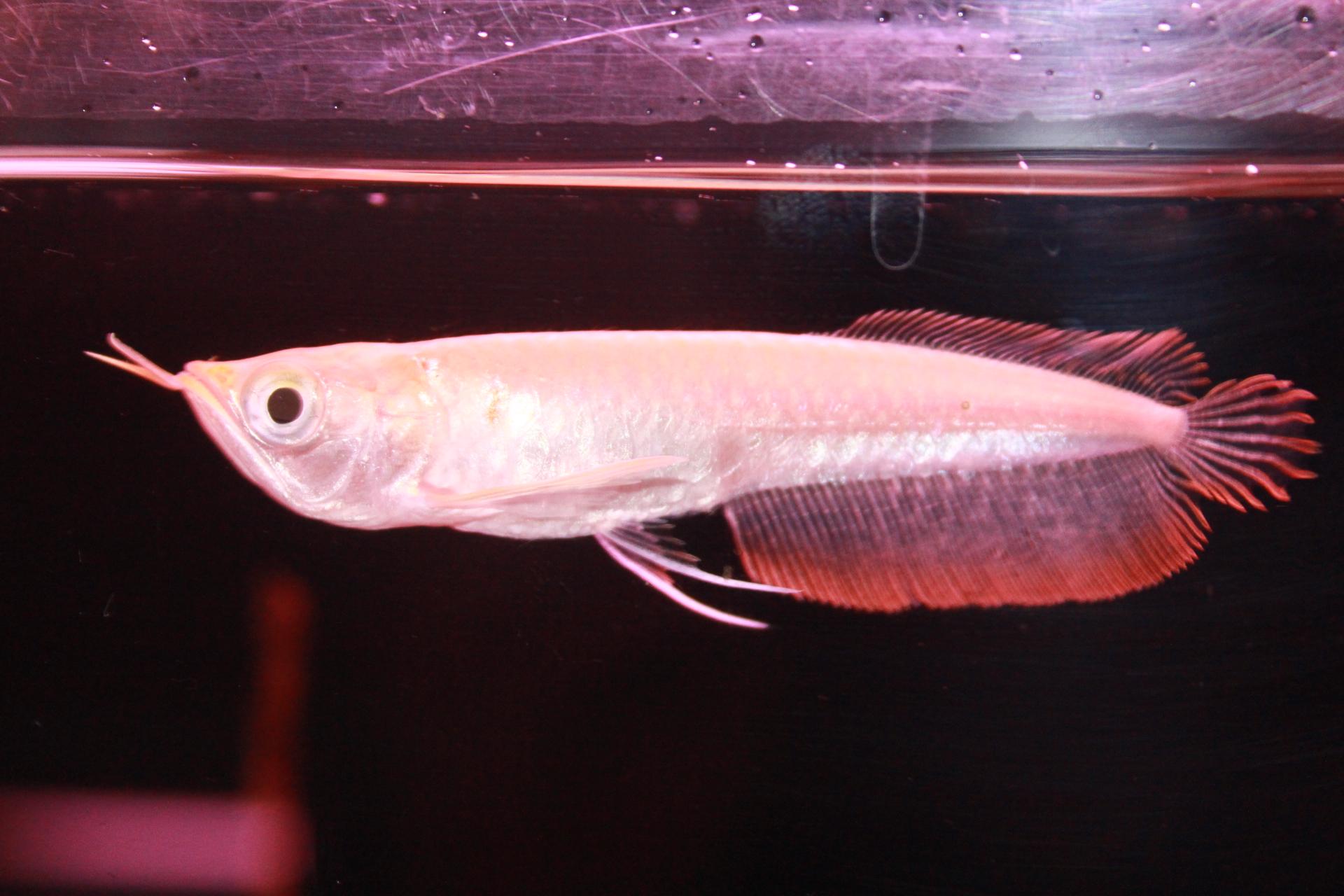 熱帯魚