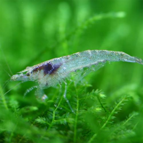 熱帯魚