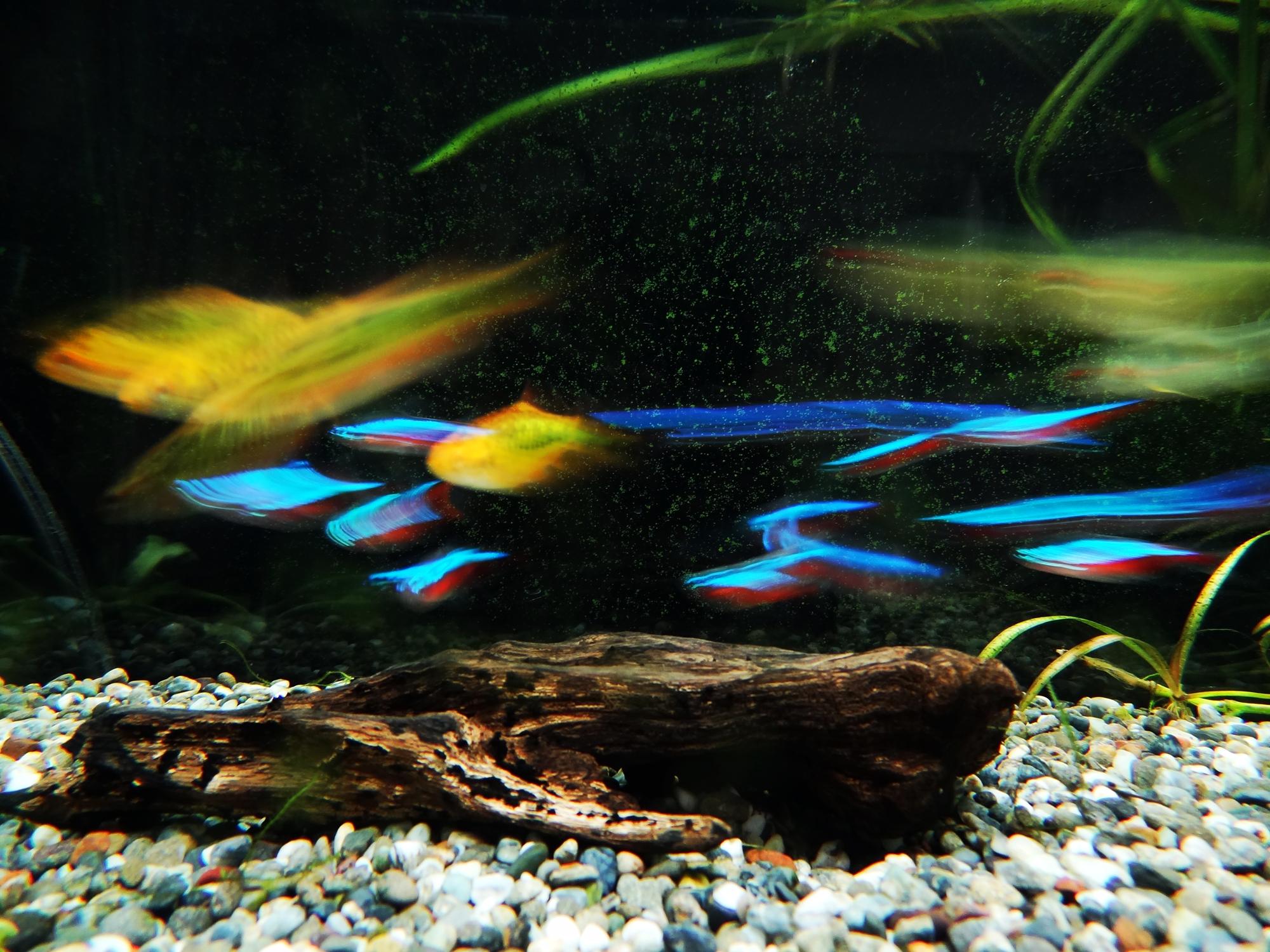 熱帯魚