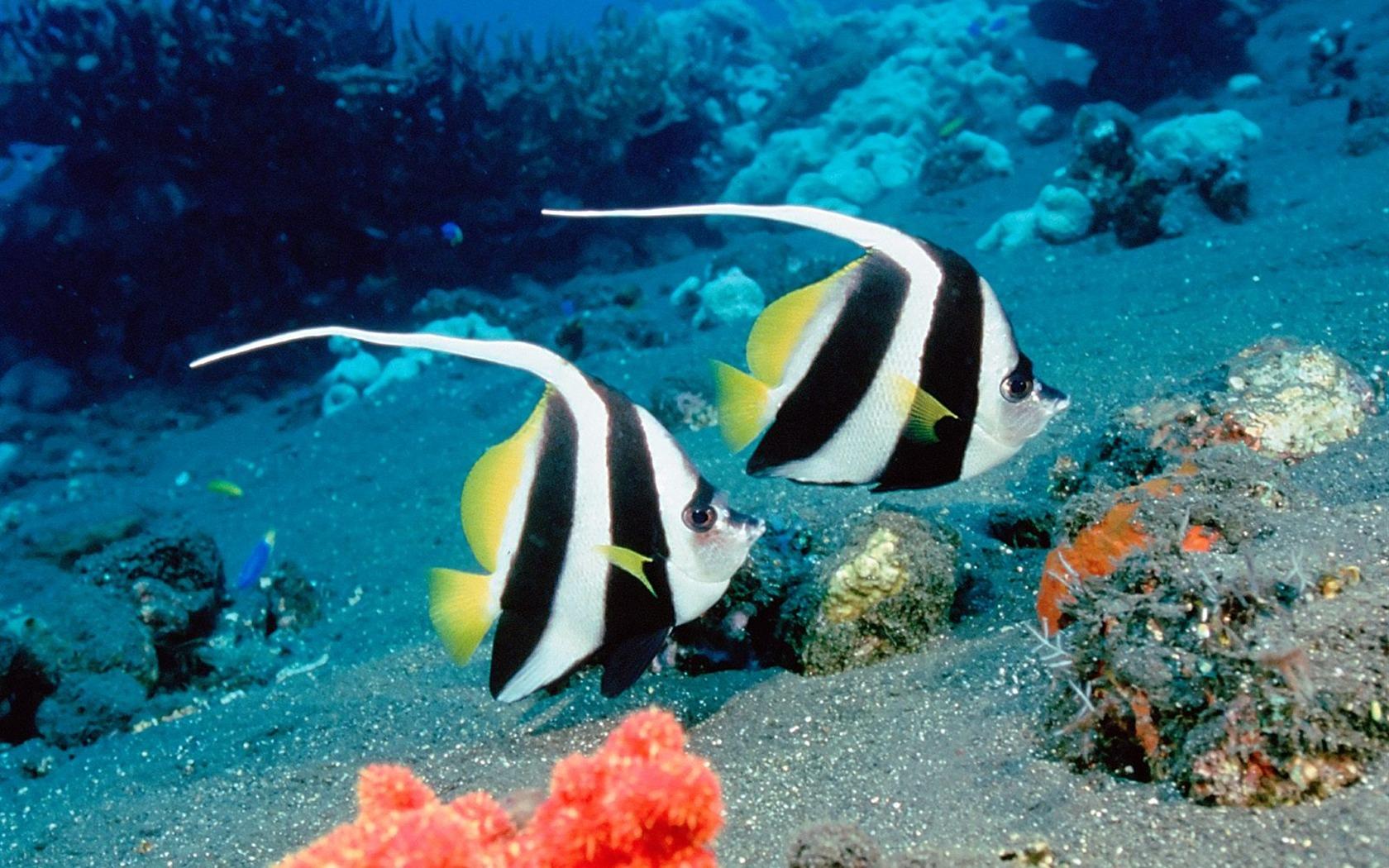 熱帯魚