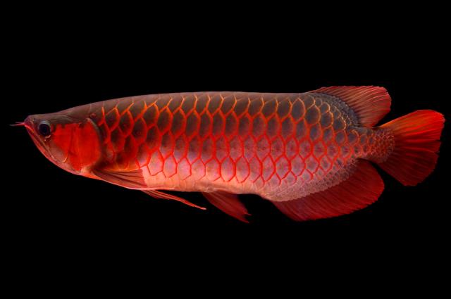 熱帯魚