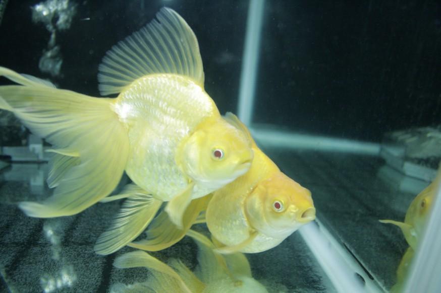 熱帯魚