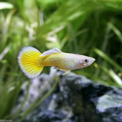 熱帯魚