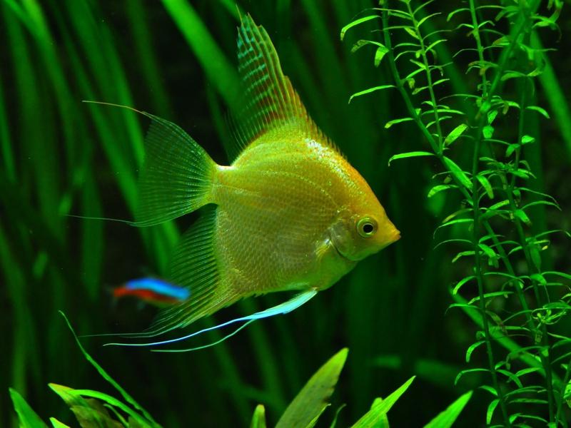 熱帯魚