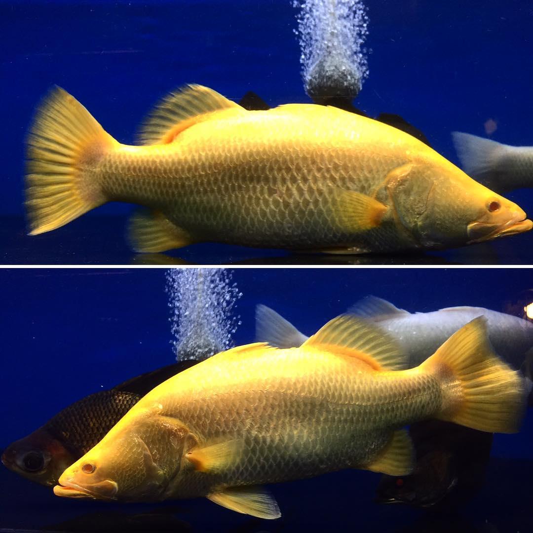 熱帯魚