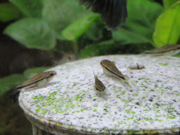 熱帯魚