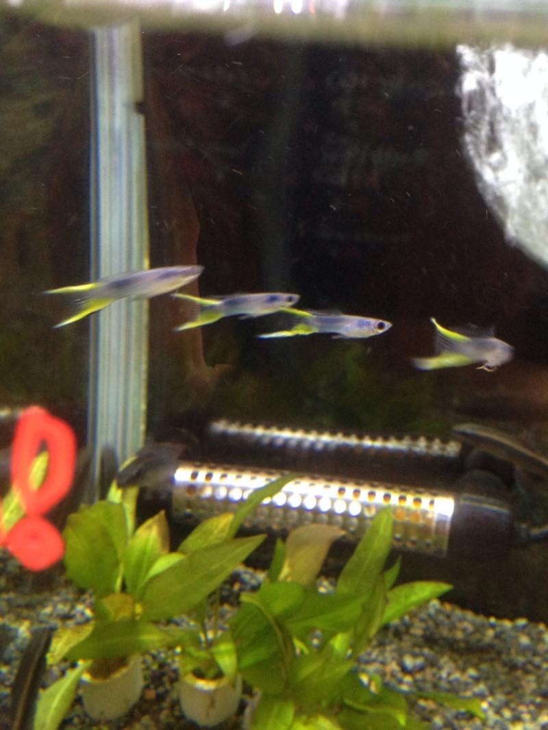 熱帯魚