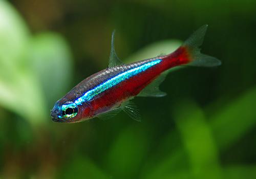 熱帯魚