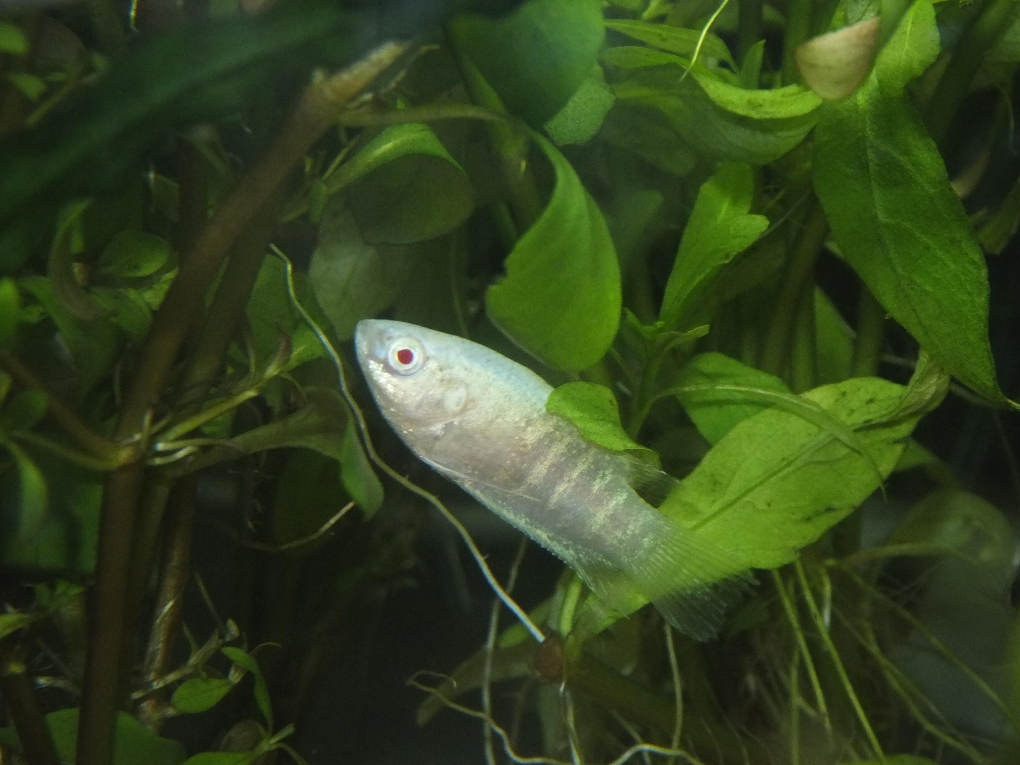 熱帯魚