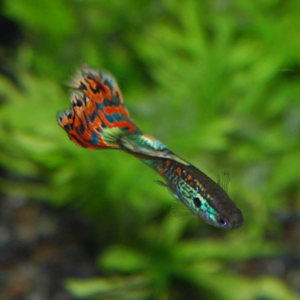 熱帯魚