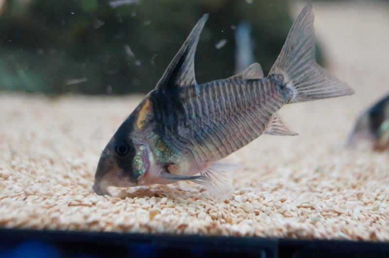 熱帯魚