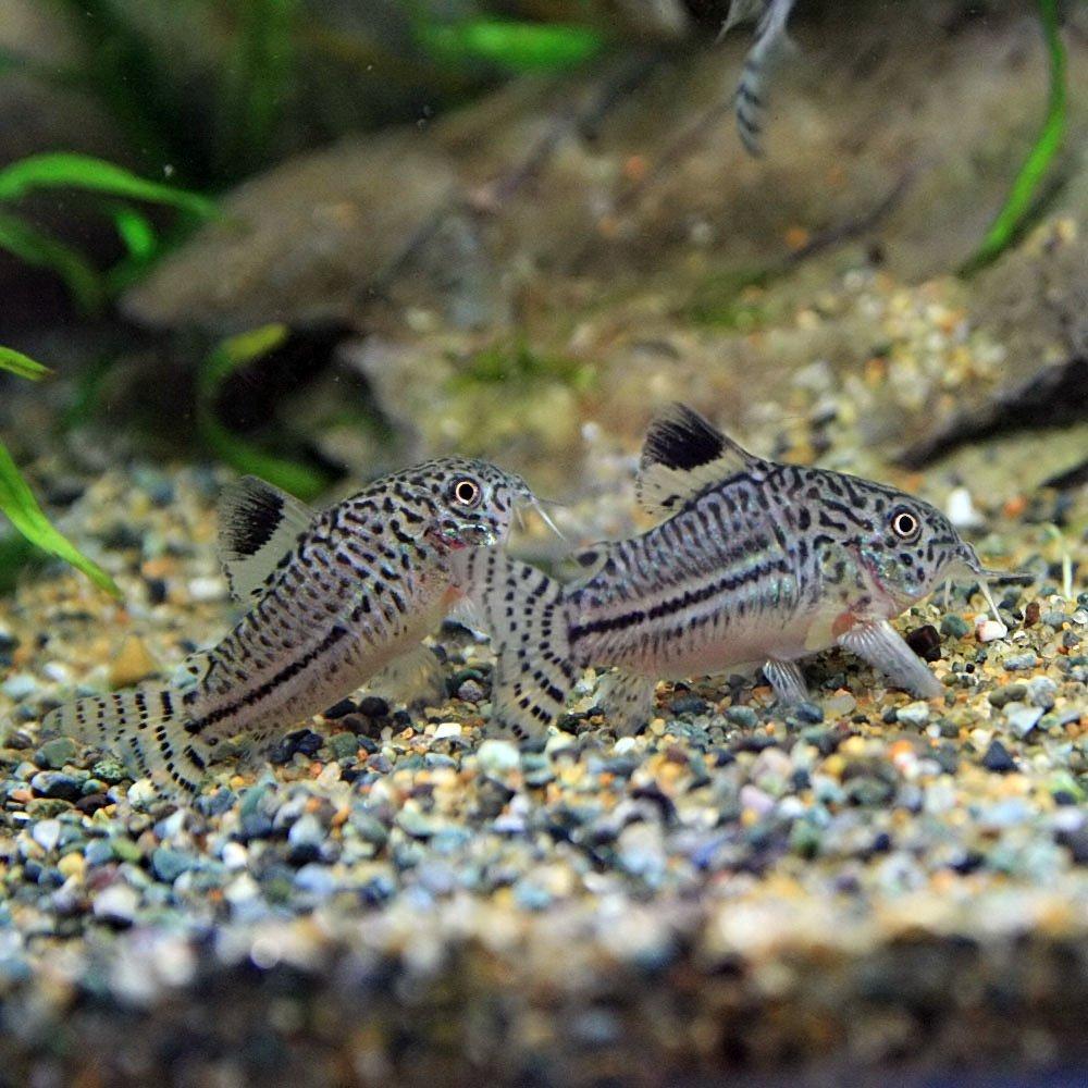 熱帯魚
