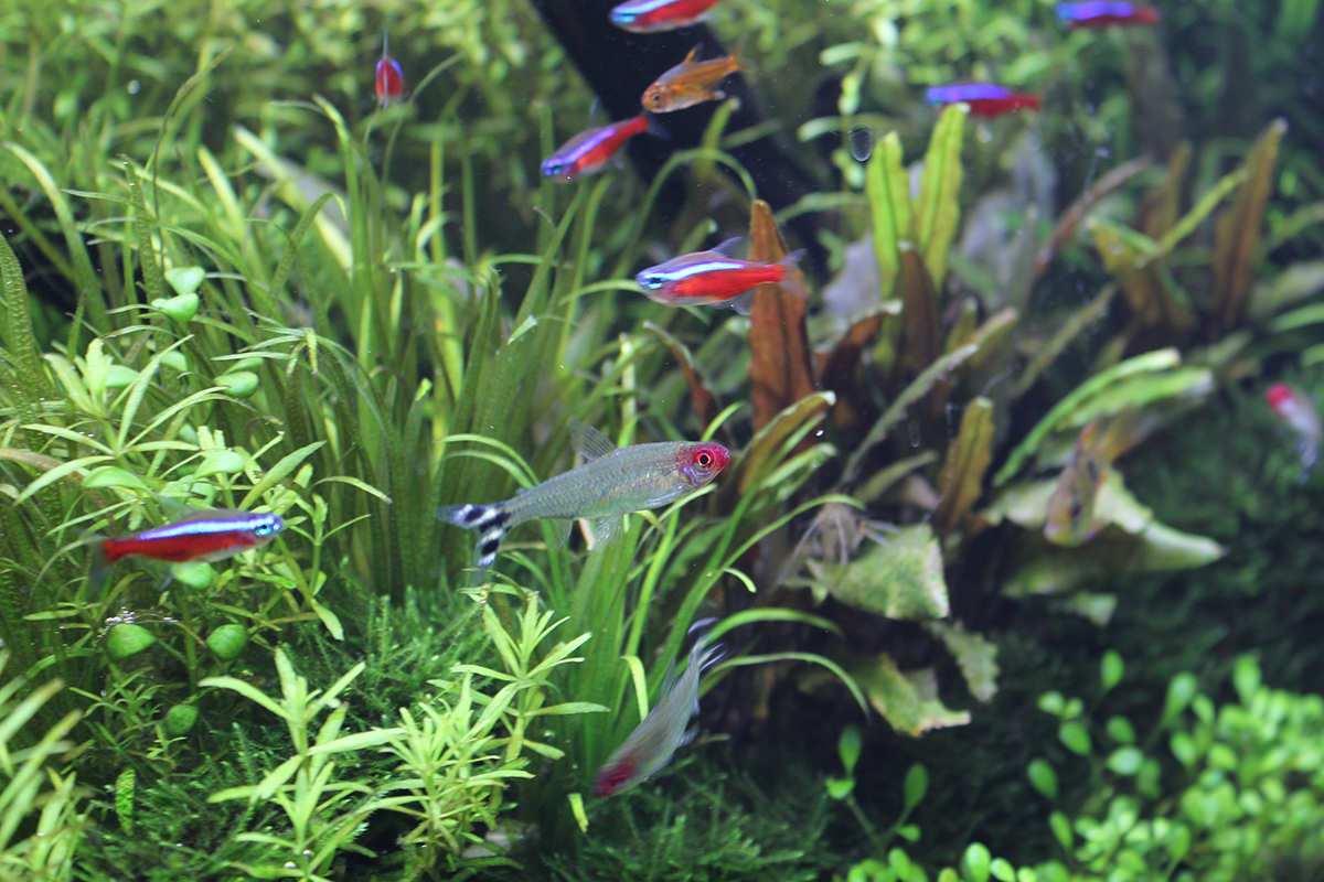 熱帯魚