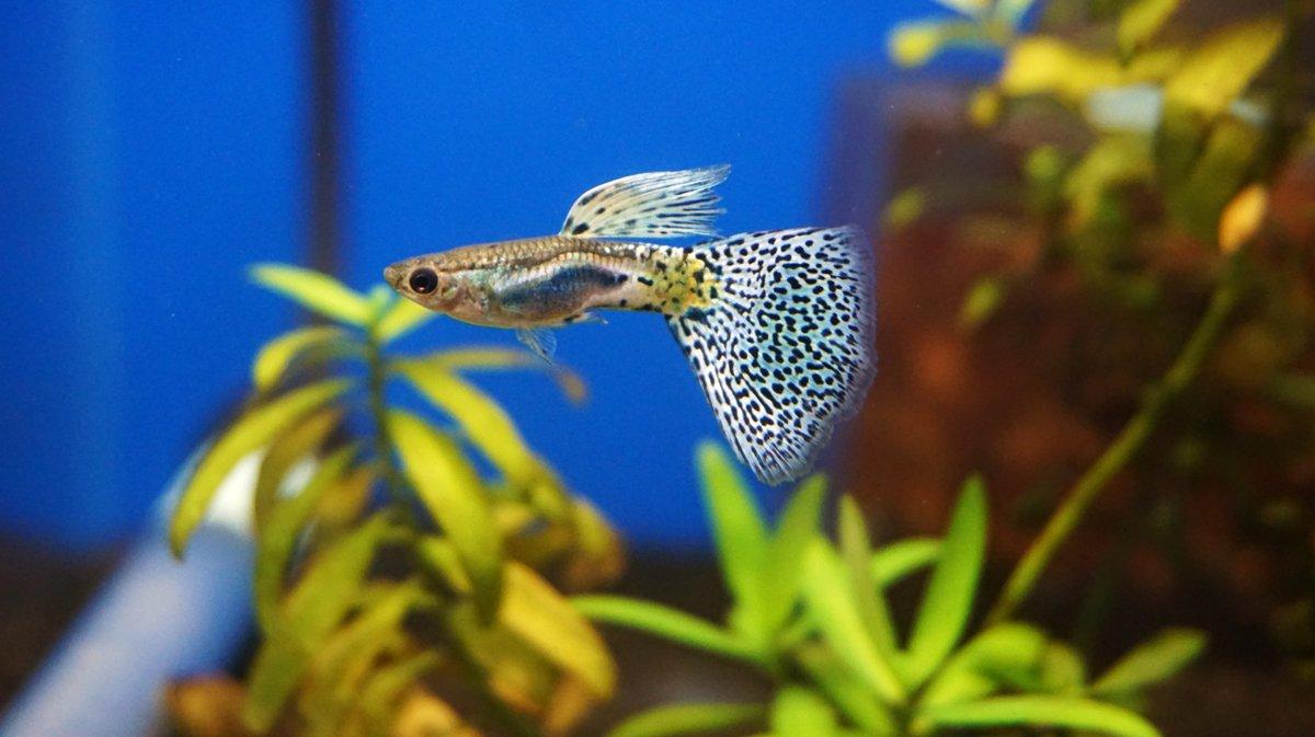 熱帯魚