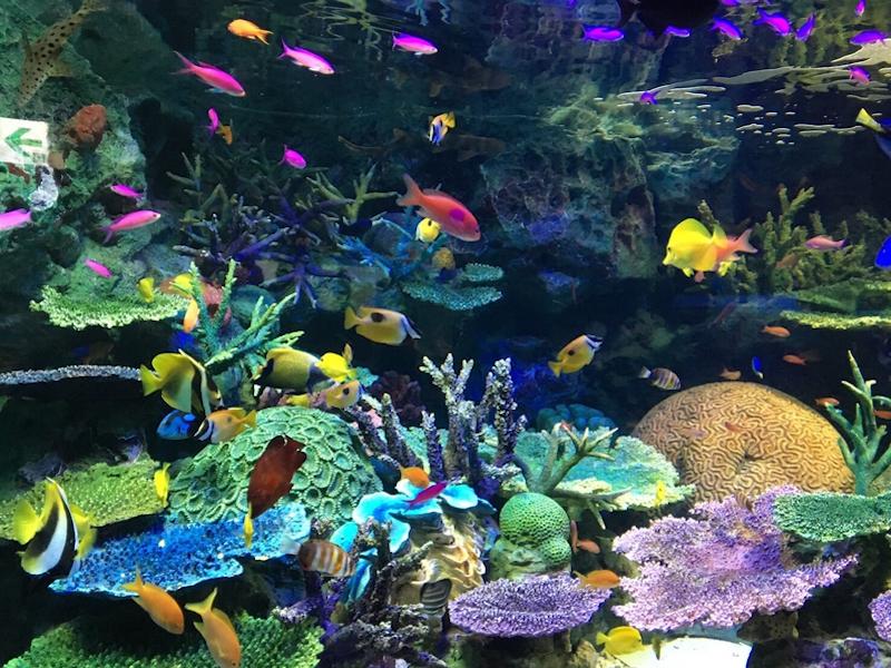 熱帯魚