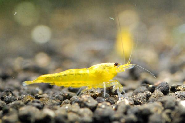 熱帯魚