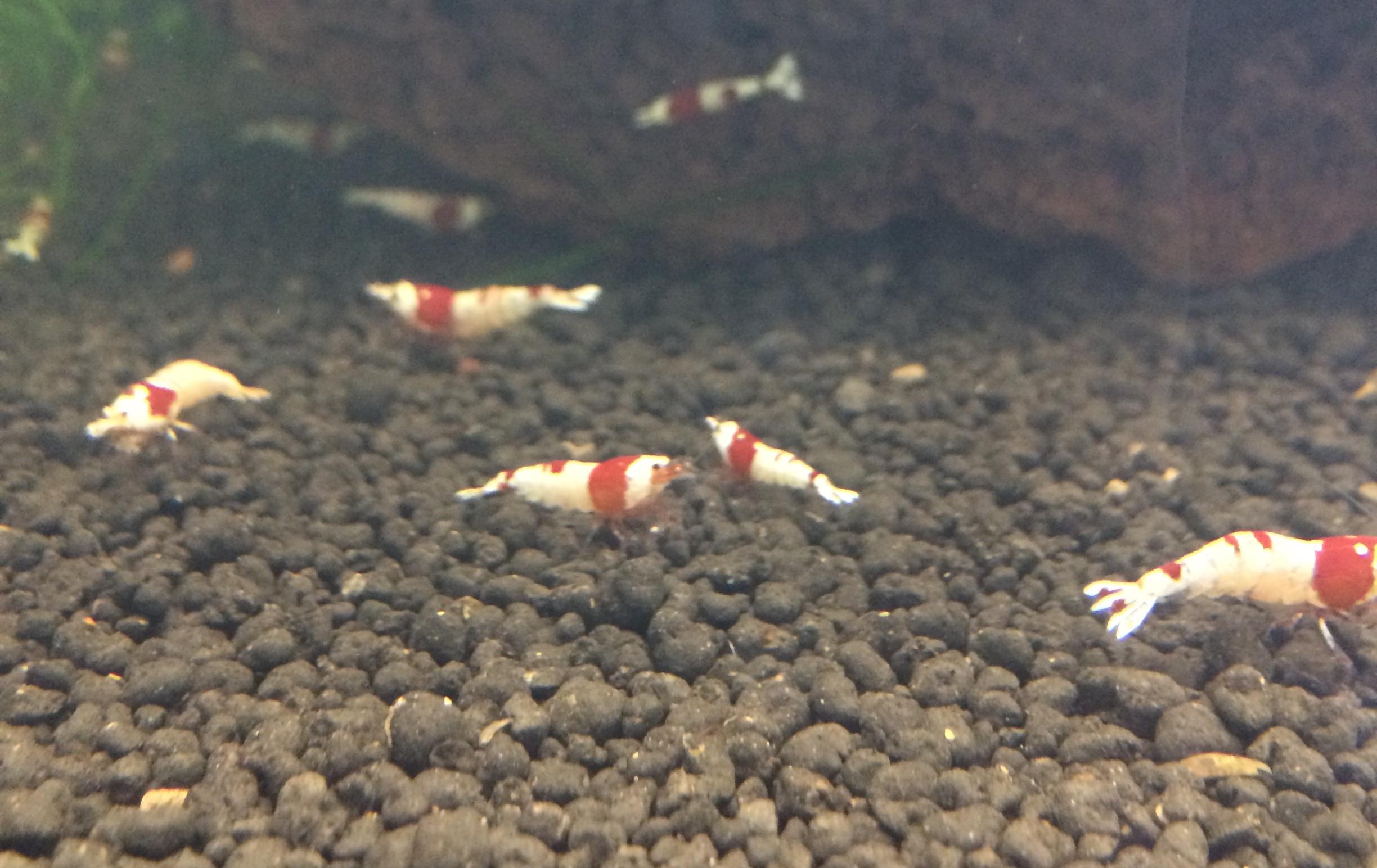 熱帯魚